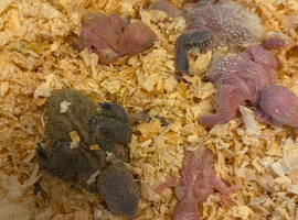 Lovebird CHICK for reserving