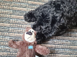 Boy cockapoo