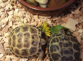 Baby horsefield tortoises for sale