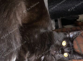 Maine coon kittens