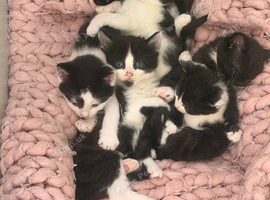 4 beautiful kittens