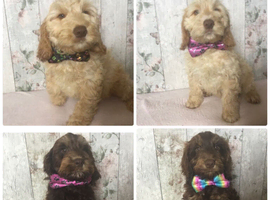 Mini doodle ( cockapoo in size )