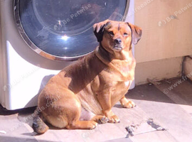 5 year old daschaund cross pug