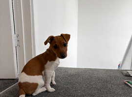 Angel looking for her forever loving home no messing around