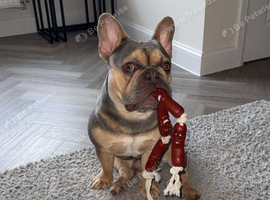 14 month old frenchie for stud