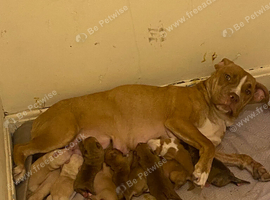 Staff pups