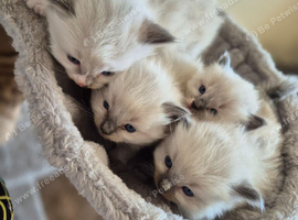 Beautiful Ragdoll kittens