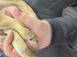 Blonde Pesco rat snake for sale