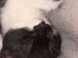 Kittens
