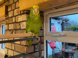 Baby Double Yellow Headed Amazon