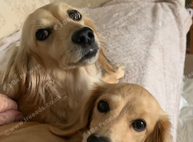 Two adult female Miniature Dachsund cream longhaired