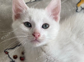 Stunning boy waiting for his furever home