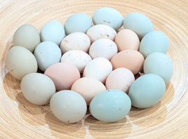 Point of Lay.Pullets