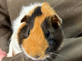 Two Female Guinea Pigs