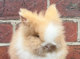 8 week old Lionehead female rabbit in Sheffield