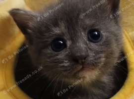 3 month old male kitten