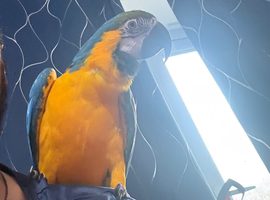 2yr old male macaw