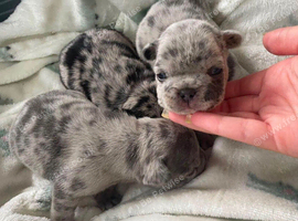 Merle French BullDog Puppies