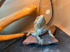 5 month old male