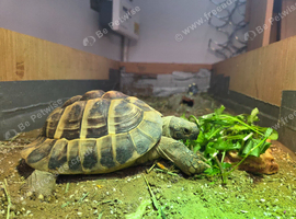 Hermann's tortoise Toby for sale