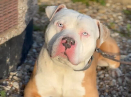 American bully for sale not xl