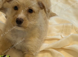 Beautiful f1 jackapoo puppies for sale