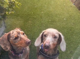 Long hair mini dachshunds