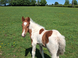Skewbald colt cob foal