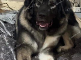 4 year old female