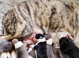 9 bullurcher cross staffy  puppies looking for loving homes