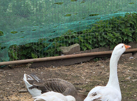 Trio geese 2F 1M
