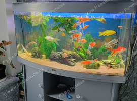 Fish and tank