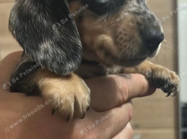 Adorable lil miniature dachshund Male pup,vaccinated,health checked,microchip ready for his forever home