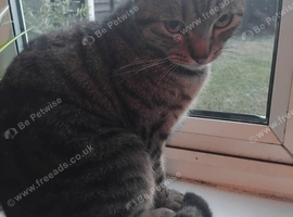 Male cat