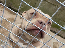 3 year old female pocket bully