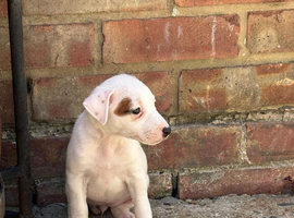 Jack Russel