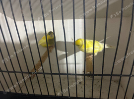 Canary&rsquo;s