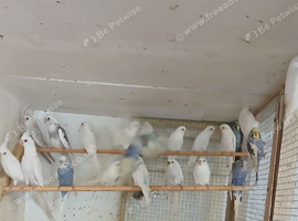 Albino and pieds for sale