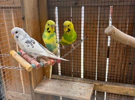 Budgies for sale