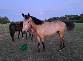 Registered buckskin gelding will be over height
