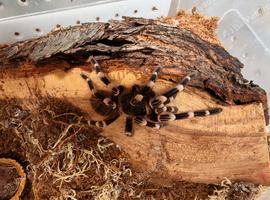 Selection of spiders