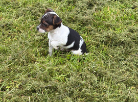 Jack russel