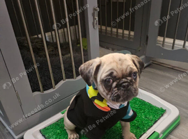 Puppy for rehoming