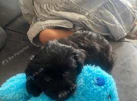 Little boy pup