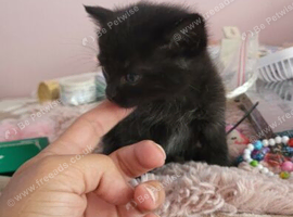 Mix-persian-british shorthair fluffy kittens
