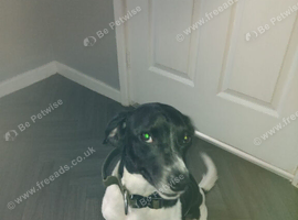 Jack Russell cross spaniel