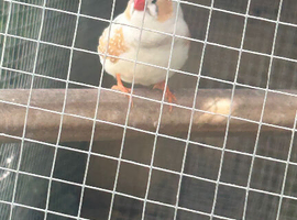 Zebra finch