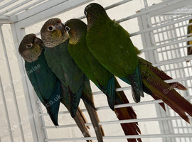 Baby conure Glasgow