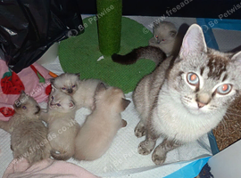 Ragdoll cross siamese kitten