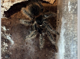 Unsexed Sub Adult Lasiodora Parahybana For Sale come with enclosure